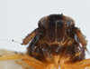Head: !! display not done !! on Pissonotus lactofascius Morgan & Beamer, 1949: (Observation).