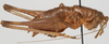 CollectionObject 1527100; 9b735199-1a54-499f-8922-f95ac121fe50: male habitus, lateral view (holotype). (CollectionObject).