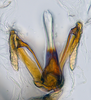 Aedeagus, ventral view: !! display not done !! on N. Gen. CB1 n. sp. 1: Paraboloponina Ishihara, 1953: (Observation).;Aedeagus, ventral view: !! display not done !! on Paraboloponina N. Gen. CB1: Paraboloponina Ishihara, 1953: (Observation).