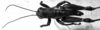 CollectionObject 1532748; 074919b3-9356-49fd-ad3f-63cfc4fd4bd5: Image Carbonell, C.S. male, dorsal view (holotype). (CollectionObject).