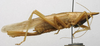 CollectionObject 1535042; eba9ef2d-80d0-4c3f-ba1a-b6582fdc43ad: female habitus, lateral view (lectotype). (CollectionObject).