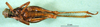 CollectionObject 1502507; 560779e0-2b26-489f-ba56-c6287ea2dd03, DORSA BA000546S04: female, ventral view (syntype). (CollectionObject).