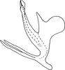 Aedeagus, lateral view on Cassianeura bimaculata Dworakowska, 1984: (Observation).