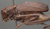 CollectionObject 1506501; 12738539-0e6d-4263-82fc-a14acfa433f1: male, lateral view (syntype). (CollectionObject).