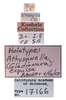 Other on Athysanella (Gladionura) hicksi Hamilton, 2002: (Observation).