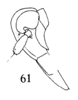 Head: (Observation).