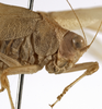 CollectionObject 1529767; ac3f7009-db4d-49a9-bfb9-8955277e2dd9: male head and pronotum, lateral view (holotype). (CollectionObject).