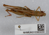 CollectionObject 1577884; a8f9916f-4429-4df5-9ee0-51b63a5e22e2: male, dorsal view (paratype). (CollectionObject).