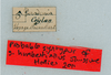 CollectionObject 1505963; 54b416bb-7219-4ace-bf3b-8aa7710b01ee: labels (holotype). (CollectionObject).