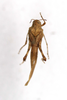CollectionObject 1594423; 2bdc562e-521d-45b4-a6a0-a668a08ef62b: female, dorsal view (paratype). (CollectionObject).
