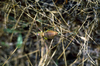 CollectionObject 1536565; 05741983-46c1-419a-b6d7-826441746c91, CH2036: female. (CollectionObject).