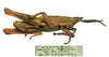 Pyrgomorphella sphenarioides Bolívar, 1904: male, lateral view. (Otu).