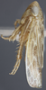 Habitus, lateral view: Lateral. (Observation).