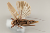 CollectionObject 1499257; 9a6304cb-6055-42a9-88a9-2e7db7602ae4: Male, ventral view (holotype). (CollectionObject).