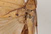 CollectionObject 1475845; b36c9236-54a3-4fa3-8b2e-2bd4ba9fb9fe: Male, dorsal view (syntype). (CollectionObject).