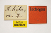 CollectionObject 1596021; 93d44157-4773-4597-84f7-ee0df633b5cc, MZLU178129: labels (syntype of Acridium hilare). (CollectionObject).