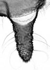 Aedeagus, ventral view.: Cauda (CA) of A. pomi. (Observation).