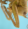CollectionObject 1542909; DEES #10054', a49557df-c58f-483d-b048-4dae145f7d79: female, right foreleg lateral view (allotype). (CollectionObject).