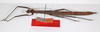 CollectionObject 1560184; 9007c212-293e-4129-85ac-38d1f978f763: copyright ZMB, Berlin. female, lateral view showing data labels (holotype). (CollectionObject).