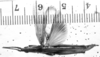 CollectionObject 1533511; 1ff825cc-14dd-40bf-ac79-d860ef4a1324, USNM 9728: Image Carbonell, C.S. male, dorsal view (syntype). (CollectionObject).