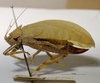 CollectionObject 1503450; MBBJ 3226033, 3bd02db1-d284-47e4-8f81-0c272aeb1028: female, lateral view. (CollectionObject).