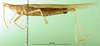 CollectionObject 1564464; 62542d73-d7bd-4829-b15e-0f380628bc11: male, lateral view (paralectotype of Atractomorpha madacassis). (CollectionObject).