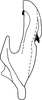 Aedeagus, lateral view on Bonaspeia barnardi Davies, 1987: Aedeagus, lateral view (holotype). (Observation).