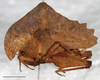 Hymenotes triangularis Westwood, 1837: female, lateral habitus, Mount Makiling, UPLBMNH, scale bar: 5 mm. (Otu).