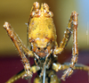 CollectionObject 1507389; cab3698e-c428-45d1-88e2-23186bc29631: female frons (holotype). (CollectionObject).