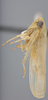Habitus, lateral view: !! display not done !! on Chlorotettix borealis Sanders & DeLong, 1917: Lateral. (Observation).