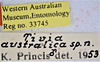 CollectionObject 1552937; 54000df3-a37d-48d1-9811-465e93e6c838: 7mm. (CollectionObject).