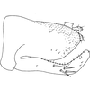Pygofer, lateral view on Diomma (Bunyipia) ulae (Dworakowska, 1972): (Observation).