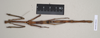 CollectionObject 1559452; NHMUK(SF IMPORT DUPLICATE) 844615, 4335eae1-0020-4e6d-843f-fe6cfbd4fa9e: copyright Natural History Museum, London. female (holotype). (CollectionObject).