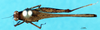 CollectionObject 1580792; fbb73512-c3e9-4375-8f94-7f7ee6284bcd, DORSA EXbolexiP01: female, dorsal view (syntype of Bolotettix exiguus). (CollectionObject).