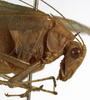 CollectionObject 1529765; be4e4fbd-9f82-40b1-8181-27247cd199e4: female head and pronotum, lateral view (holotype). (CollectionObject).