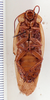 Rhyparobia puerilis (Rehn, 1937): Photo taken by Heidi Hopkins. (Otu).