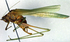 male, lateral view (holotype). Depicts CollectionObject 1500548; ee2733ee-4654-48aa-8e6b-aa7fe5c21e3b, a CollectionObject.