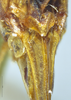 Tenerasphaga mbulu Hemp, 2018: female subgenital plate. (Otu).