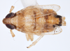 Habitus, dorsal view on Delphacodes shermani (Metcalf, 1923): (Observation).
