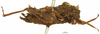CollectionObject 1521830; OUM 692, 9880cc0b-6556-46cb-81bd-a0f328c92f1b: female, lateral view (holotype of Tettilobus spinifrons). (CollectionObject).