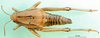 CollectionObject 1477910; 8700d41f-1ab6-4611-bd1d-a46a02a5cfce: female, dorsal view (syntype). (CollectionObject).