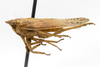 Habitus, lateral view: (Observation).