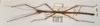 CollectionObject 1559963; 5403bf9f-7eb5-4fc7-89cb-4994d6299192: copyright OUMNH. male of synonym Lonchodes steira (holotype). (CollectionObject).