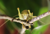 male in frontal view (Croatia, Olib Island). Depicts Cyrtaspis scutata (Charpentier, 1825), an Otu.