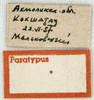 CollectionObject 1575331; 23587582-73b6-4def-809c-4e35591216fd: labels (paratype). (CollectionObject).