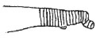 Callimenellus albomaculatus Gorochov & Voltshenkova, 2005: Fig. 56. part of stridulatory file (?). (Otu).