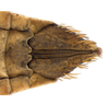 Other on Coarctana nigromedia Domahovski & Cavichioli, 2023: Female paratype [DZUP]: distal portion of abdomen, ventral view. (Observation).