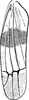 Forewing: Forewing (E. tricincta Fitch). (Observation).