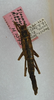 CollectionObject 1559082; a86c8065-a774-4c4a-8910-1f0ce8598b83: copyright ANSP. female (holotype). (CollectionObject).