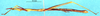CollectionObject 1507033; 608d71bf-5573-434c-81ad-652717e918b9: male, lateral view (holotype). (CollectionObject).